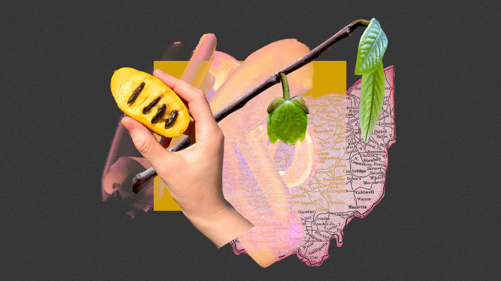 TreePhilly's tweet card. Everyone wants a piece of the lovingly nicknamed "Appalachian banana.” Can the species survive warming temperatures?