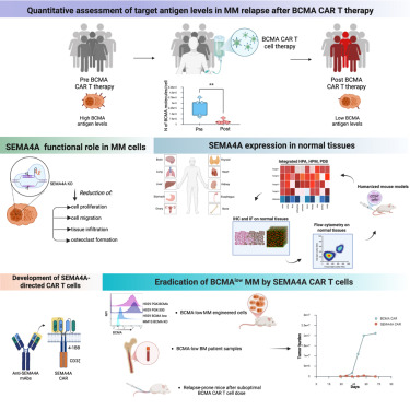 France_albano's tweet card. Di Meo et al. demonstrate that multiple myeloma relapses after CAR T cell therapy frequently express low BCMA levels by quantifying target antigen density on patient samples. SEMA4A regulates MM cell...