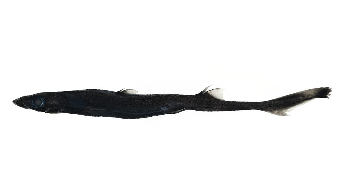 ecoMagNews's tweet card. Researchers have described a new species of deep-sea lanternshark and crab, both with the help of specimens collected from a CSIRO-led 2022 voyage of CSIRO research vessel (RV) Investigator.