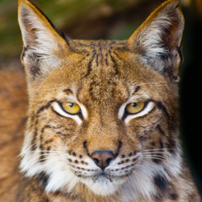 sdstewar76's tweet card. Western Society relies on electricity. Learn how to protect your equipment, data, and home from bad electricity. Also learn how to prepare for power grid failure on a minimal budget. Based on the...