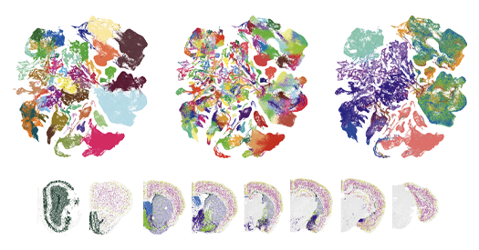_TheTransmitter's tweet card. The atlases could pinpoint pathways that determine the fate of cells linked to neurodevelopmental conditions.