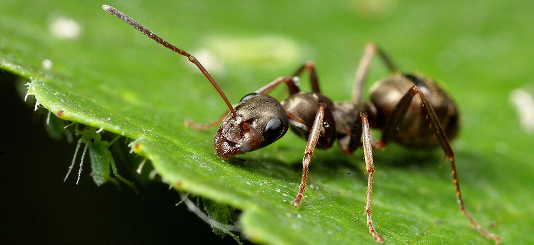 Hexanet2's tweet card. Une équipe d'entomologistes a trouvé une solution pour nettoyer les rues et freiner la prolifération des rats: faire venir des fourmis. Selon un…
