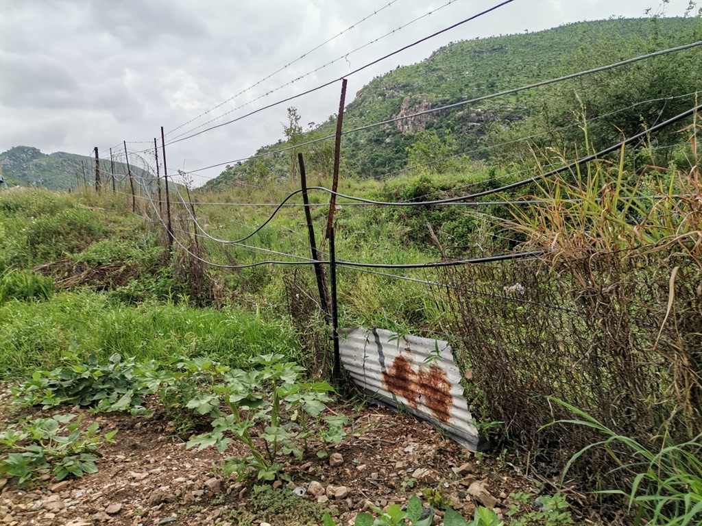 dailysunsa's tweet card. Mpumalanga Tourism and Parks Agency has encouraged poachers to apply for hunting permits.