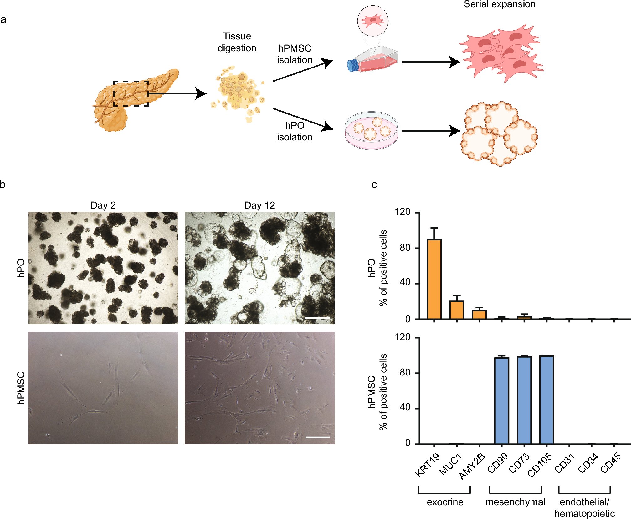 CMLSjournal's tweet card. Cellular and Molecular Life Sciences - Mesenchymal stromal cells (MSC) play a critical role in the stem cell niche, a specialized microenvironment where stem cells reside and interact with...