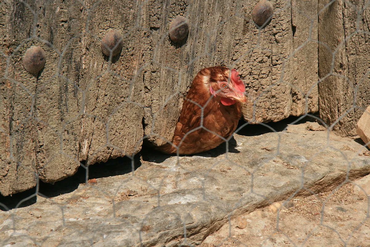 elmundoes's tweet card. España exigirá que las aves de corral se mantengan en un recinto cerrado en las zonas de alto riesgo a partir del 10 de noviembre para evitar la propagación de la gripe aviar,...