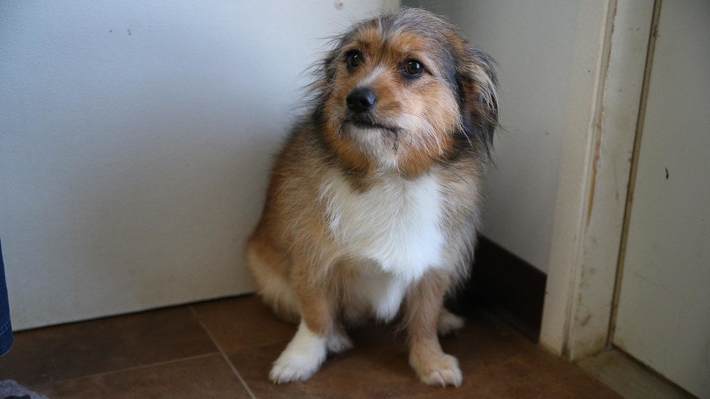 BrendaBlethyn's tweet card. Review firework rules to protect animals from injury and distress