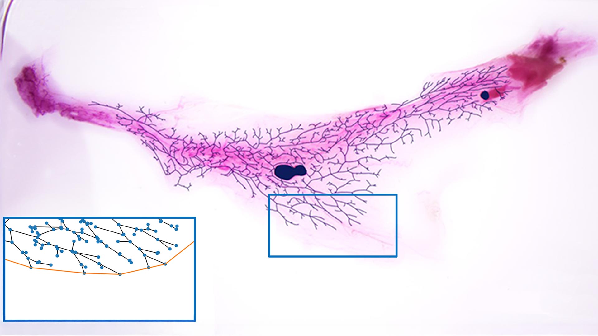 CSHL's tweet card. Branching isn’t just for trees. This biological process occurs in animal development, enabling organs to perform complex functions. Branch-like structures form in lungs, kidneys, and breasts, among...