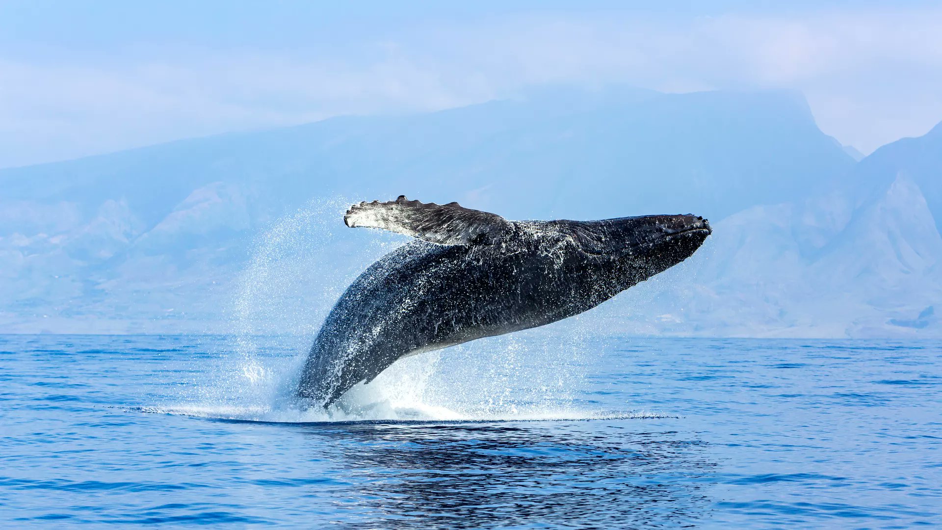 geomatlab's tweet card. The accuracy and interpretability of ship energy consumption prediction results are important for ship energy efficiency optimization. In order to improve th...