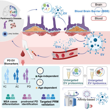 CellRepMed's tweet card. Zhang et al. demonstrate extracellular vesicle proteomic and lipidomic signatures for early-specific PD detection and reveal neurodegeneration as partly age related. They further find EV protein-li...