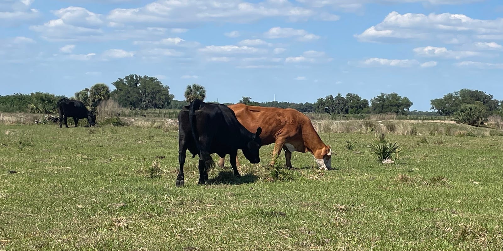 craigtimes's tweet card. What we know about 3H Ranch: A development consisting of more than 6,500 homes and 370,000 square feet of commercial space set for Sarasota County.