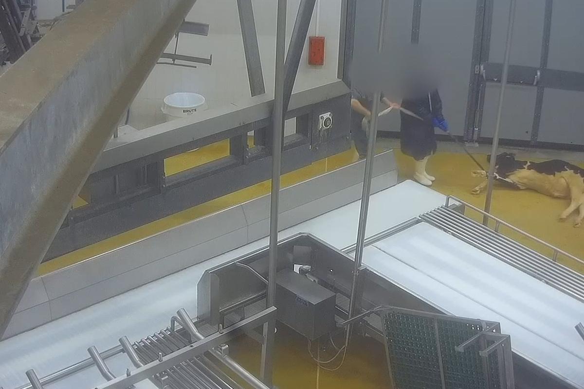 PartiAnimaliste's tweet card. Le ministre de l’Agriculture a annoncé ce vendredi la suspension de l’abattoir de veaux Sobeval. L214 avait diffusé, fin février, une vidéo montrant, selon l’association, des « infractions multiple...