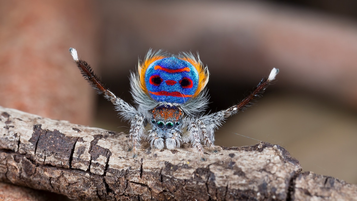 NatGeo's tweet card. These tiny arachnids sport intense black patches that absorb a whopping 99.5 percent of light, enhancing nearby colors.