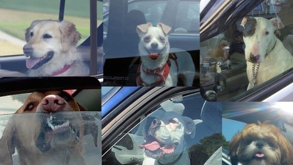 lynnette_bailey's tweet card. Make Leaving Your Dogs In A Hot Vehicle Illegal! #keepdogscool