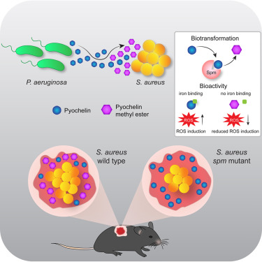 CellReports's tweet card. Jenul et al. report that Staphylococcus aureus inactivates the Pseudomonas aeruginosa-derived siderophore pyochelin by methylation. Pyochelin methylation is dependent on the enzyme staphylococcal...