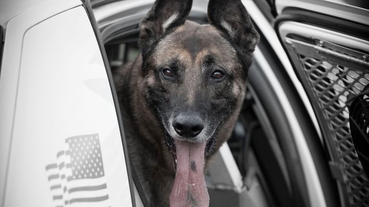 k9_retired's tweet card. K-9 Voda served the Plum Police Department, Plum PA from July 2007 to January 2018 (10 1/2 years). … Frank Verrico needs your support for HELP RETIRED K9 VODA