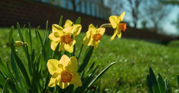 COMMatTSU's tweet card. Alumna Wins Edward R. Murrow Award - Vol. 28 No. 33 - May 28, 2024 | Truman Today Notables