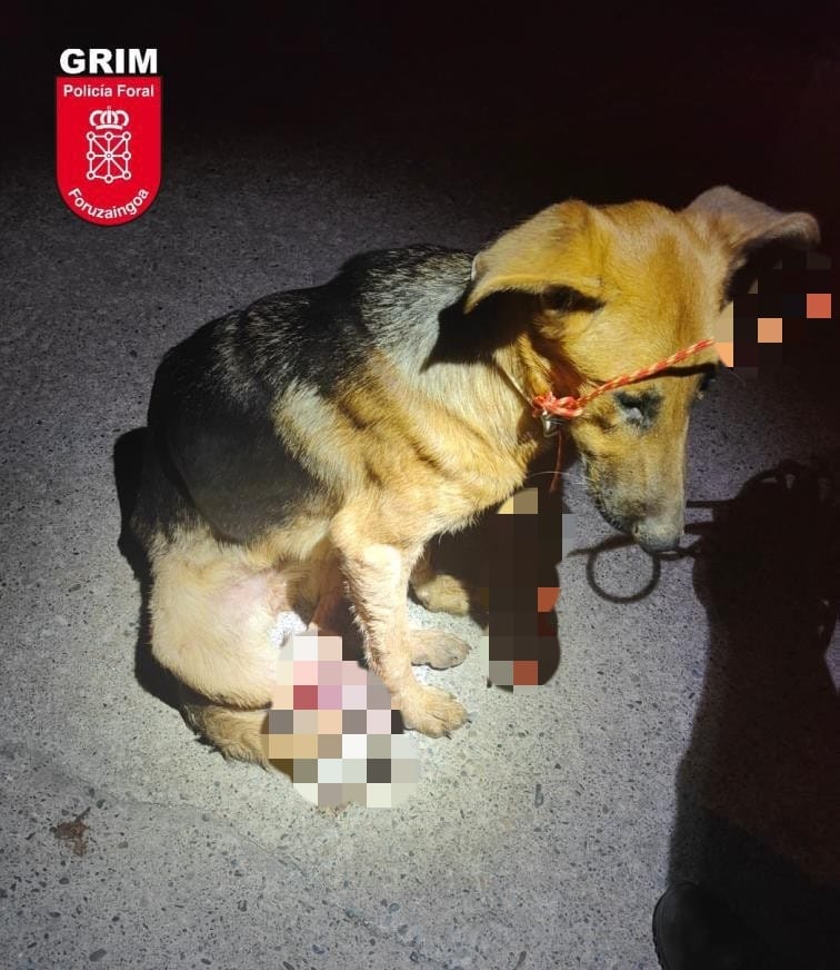 Pamplonaactual's tweet card. La investigación comenzó en julio, cuando se localizó al animal en estado crítico