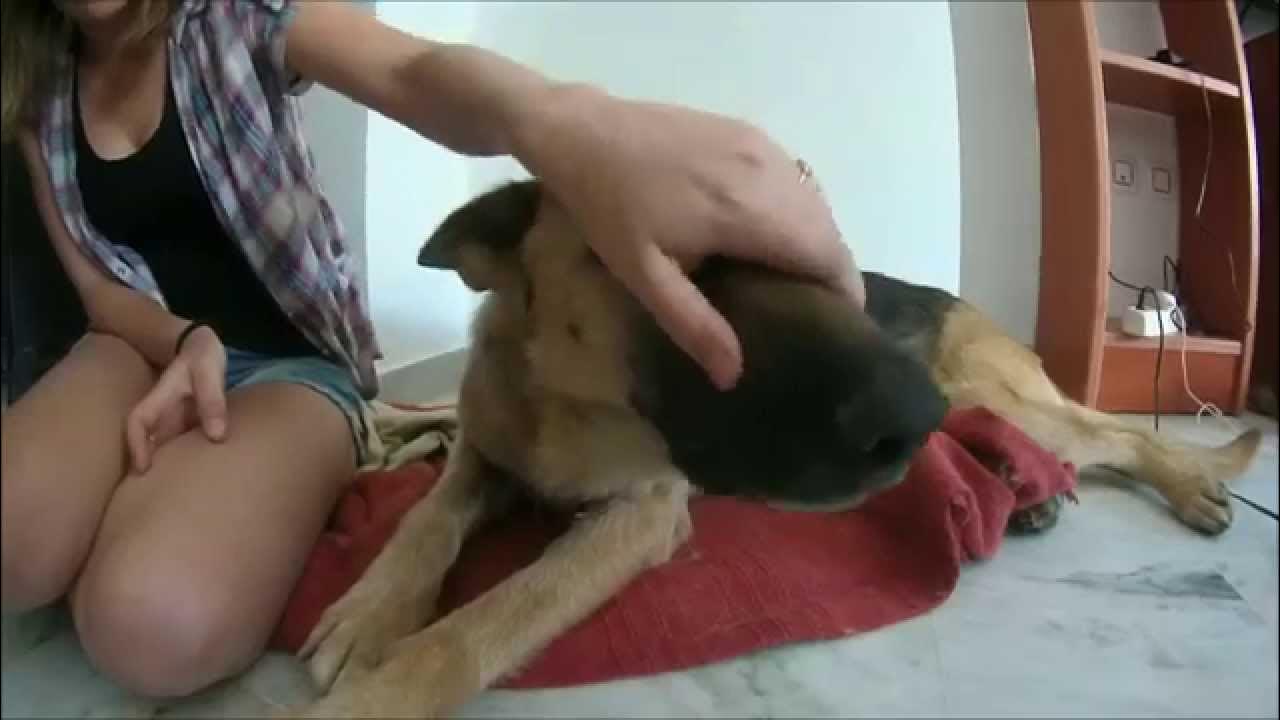 noimportaeldest's tweet card. 🐶 ¿Quieres conocer a Kesia?