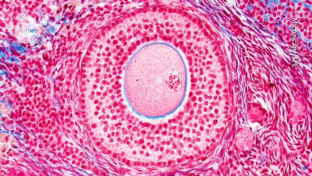 Nature's tweet card. Nature - Certain gut bacteria help to extend the reproductive lifespan of female mice, experiments show.