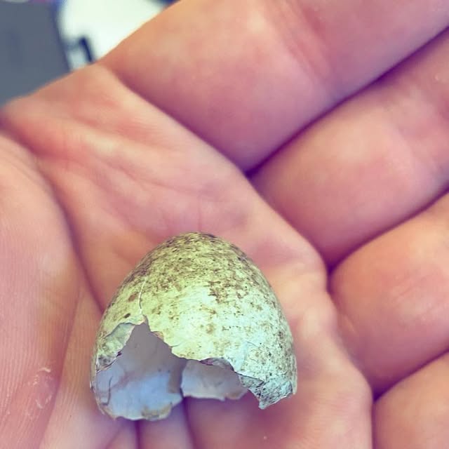 AnneTweetTree's tweet card. Anne Pitre (@annestagram228) • Instagram photo