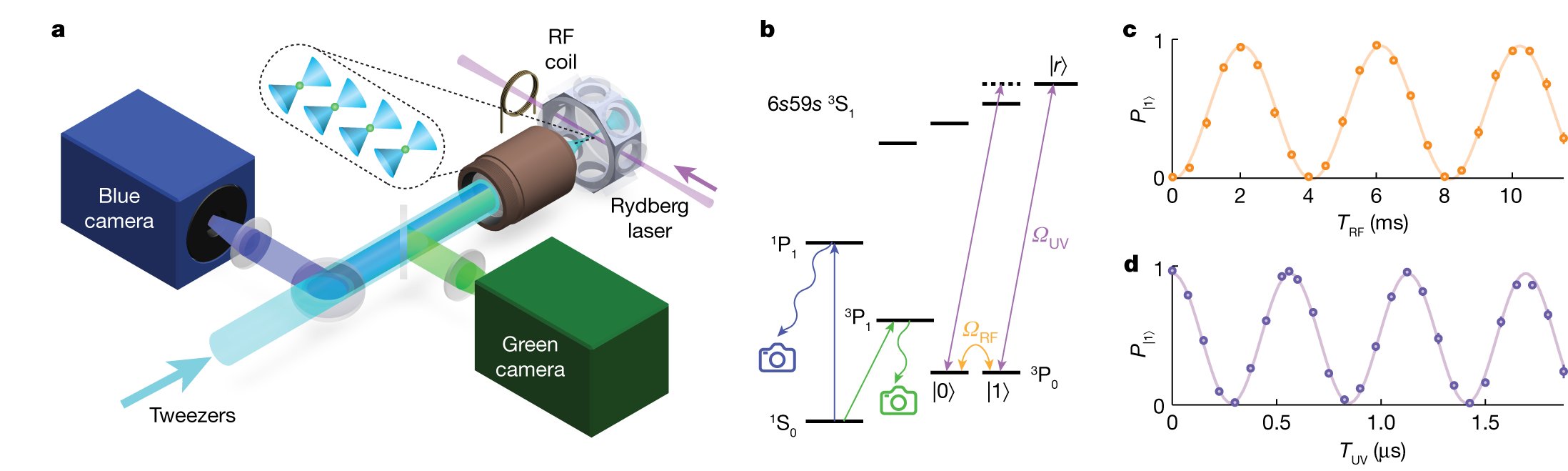 UltracoldN's tweet card. Nature - This study reports gates between qubits encoded in the nuclear spin state of Yb atoms trapped in optical tweezers, reaching very high fidelity and demonstrating mid-circuit conversion of...