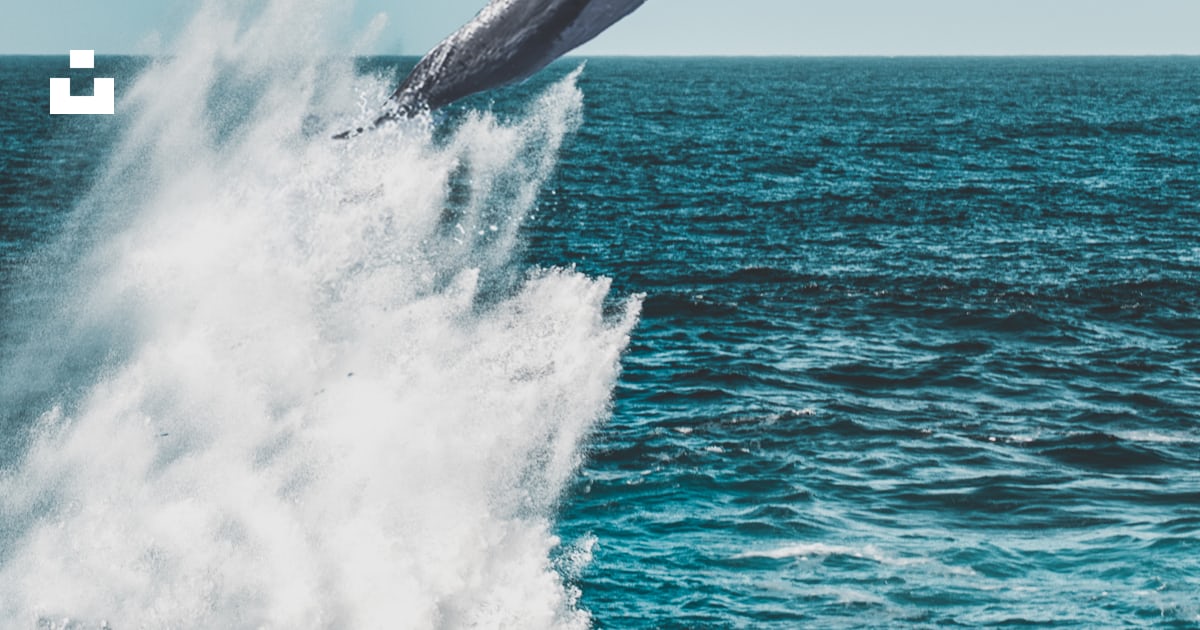 ChapuliV2's tweet card. Download this photo by Pagie Page on Unsplash