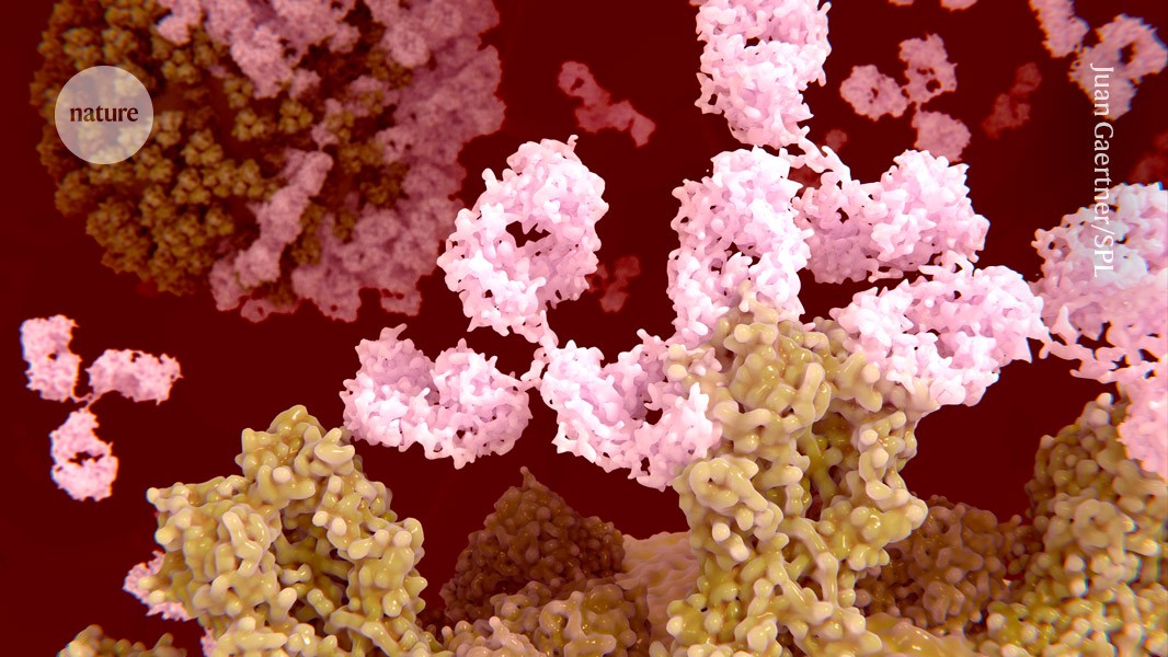 KTyyska's tweet card. Nature - Modified protein-design tool could make it easier to tackle challenging drug targets — but AI antibodies are still a long way from reaching the clinic.