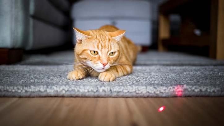 charleshtweet's tweet card. Watching your cat chase a laser pointer is undeniably hilarious, but these popular pet toys remain controversial. Here’s what the experts say.