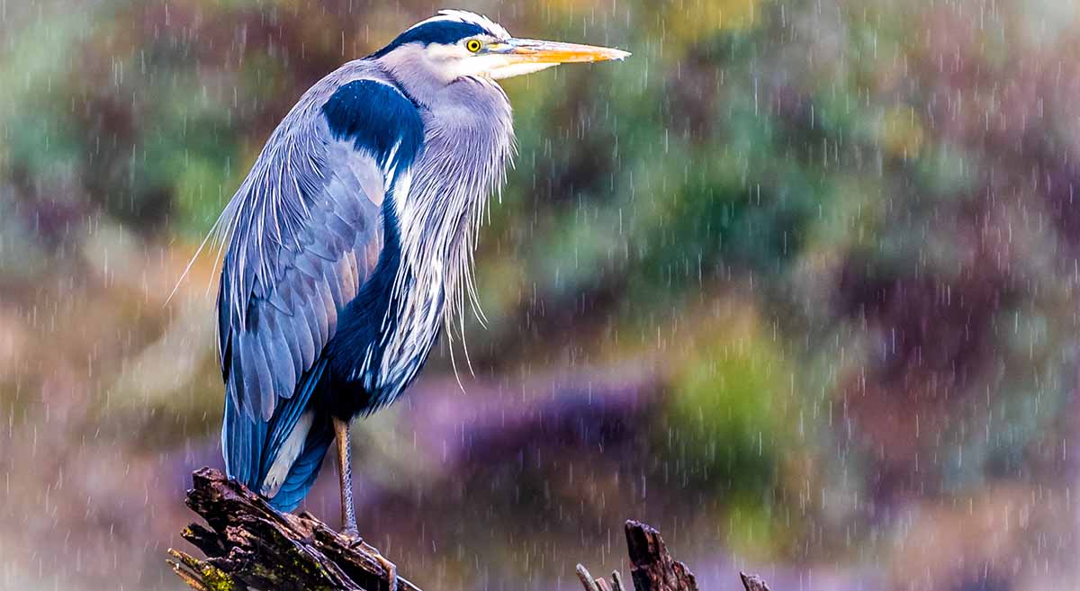 jbronc's tweet card. Urge your members of Congress to support and advance conservation priorities that protect and improve the natural places that birds and people need.