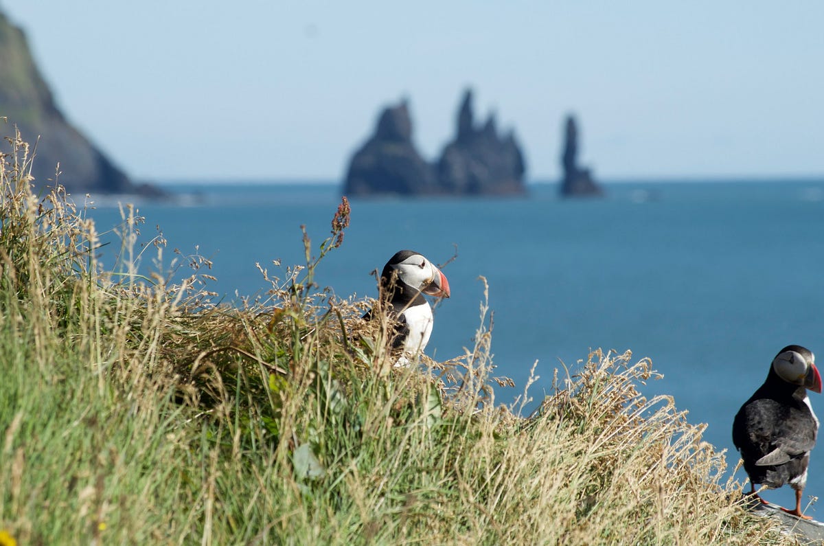 jimfalloon's tweet card. Iceland is getting a ton of tourist traffic lately, and most visitors have the Golden Loop on their road-trip radar. If you only have one…