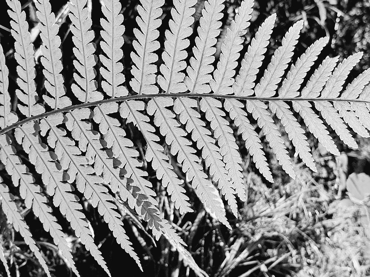 brigidrussell51's tweet card. By Charlie Jones & Brigid Russell