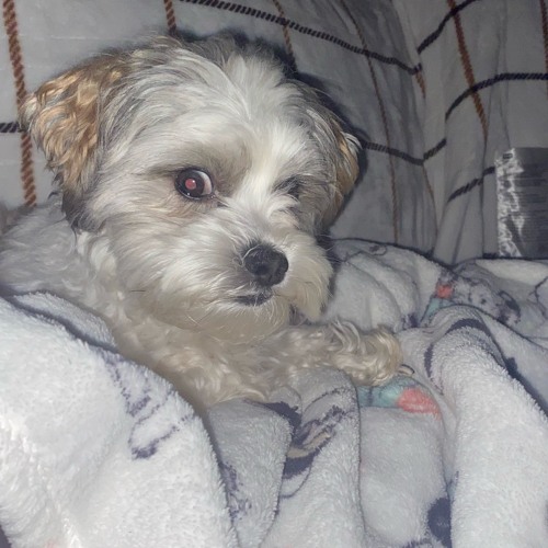 bankfloodmaebi's tweet card. reeses pieces (me)