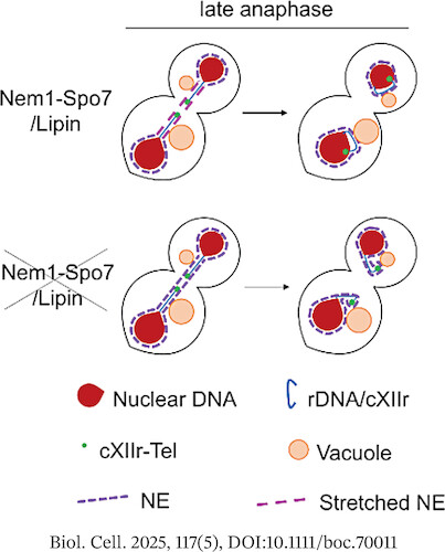 FMachinLab's tweet card. This study investigated the impact of Nem1-Spo7/lipin-mediated nuclear envelope (NE) size regulation during closed mitosis in Saccharomyces cerevisiae. Nem1 depletion resulted in persistent chromat...