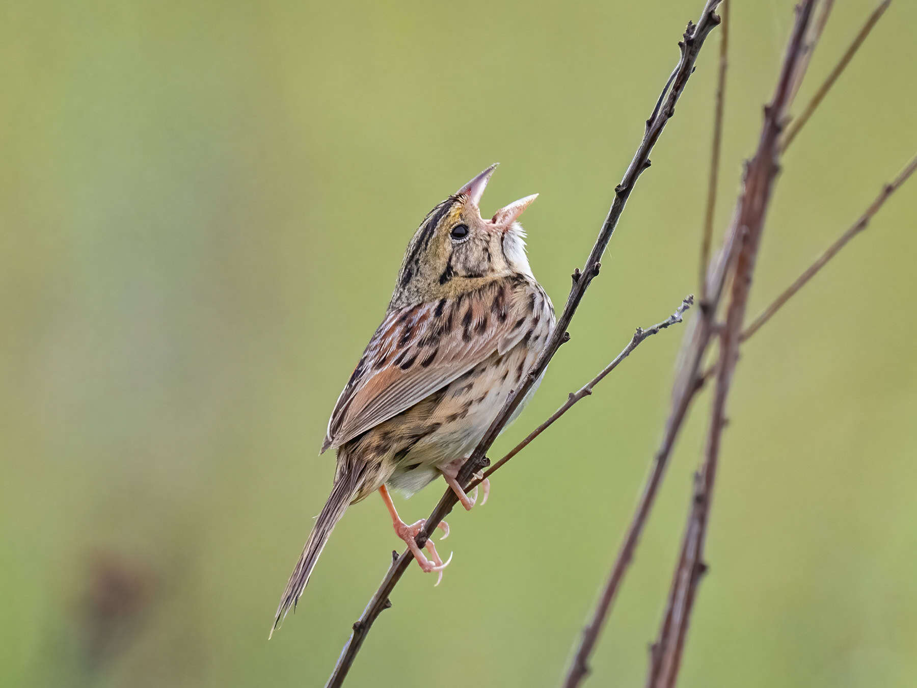 wildlifesociety's tweet card. Reintroducing bison and prescribing fires can benefit grassland bird species