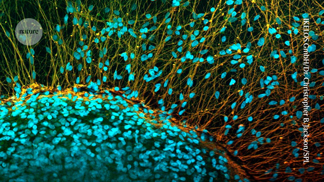 rahulgchaudhary's tweet card. Nature - Another man also regained some movement, but two others experienced minimal improvement.