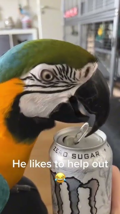 SuZiQ411's tweet card. Funny parrot behavior 🦜#foryou #fpy #cute #funny #usa #parrot