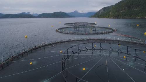 StanProbe's tweet card. Concerns over deaths of wild fish near salmon farms | Watch News...