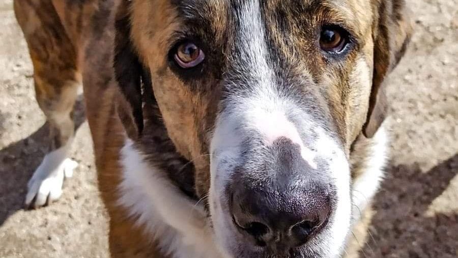 aidanyl's tweet card. PROTEGER A LOS ANIMALES, AHORA O NUNCA. Ley Estatal de Protección Animal