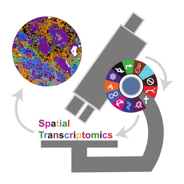 histojolie's tweet card. Sibai et al. investigate the spatial organization of cancer hallmarks in primary untreated tumors, revealing compartment-specific contributions of cancer cells and the tumor microenvironment to...