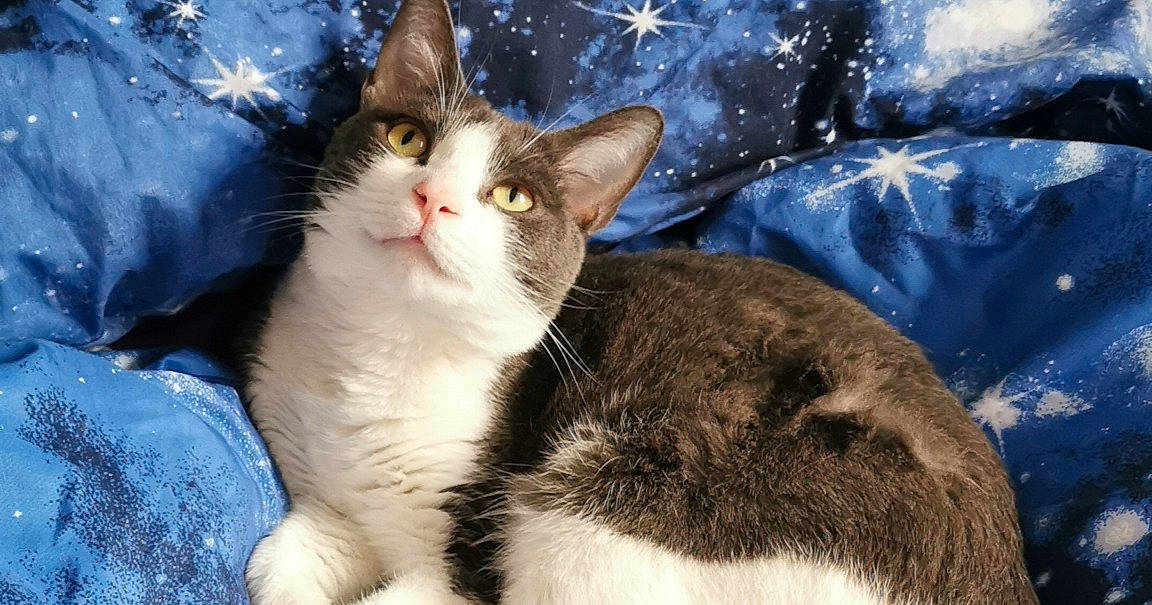 codewithaimee's tweet card. Maya is a young very stubborn little grey and white cat. She loves her food and going to visit her brothers from another mother. - Register now for free for the biggest pet photo contest