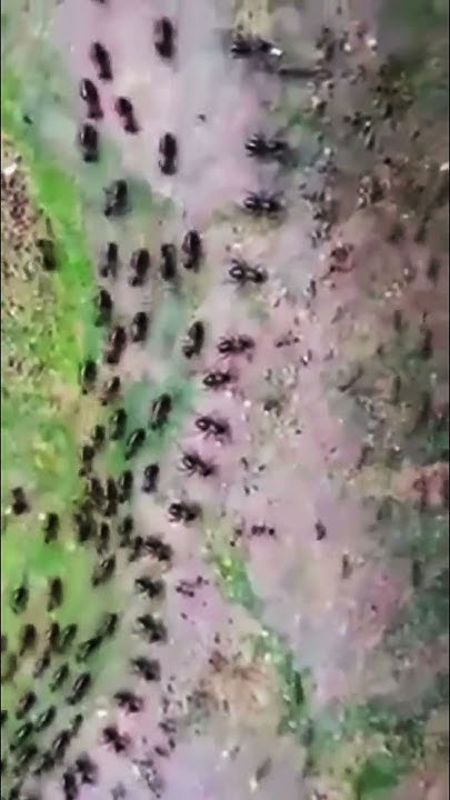 liquid_logic2's tweet card. Two Insect Nations One Perfect Border