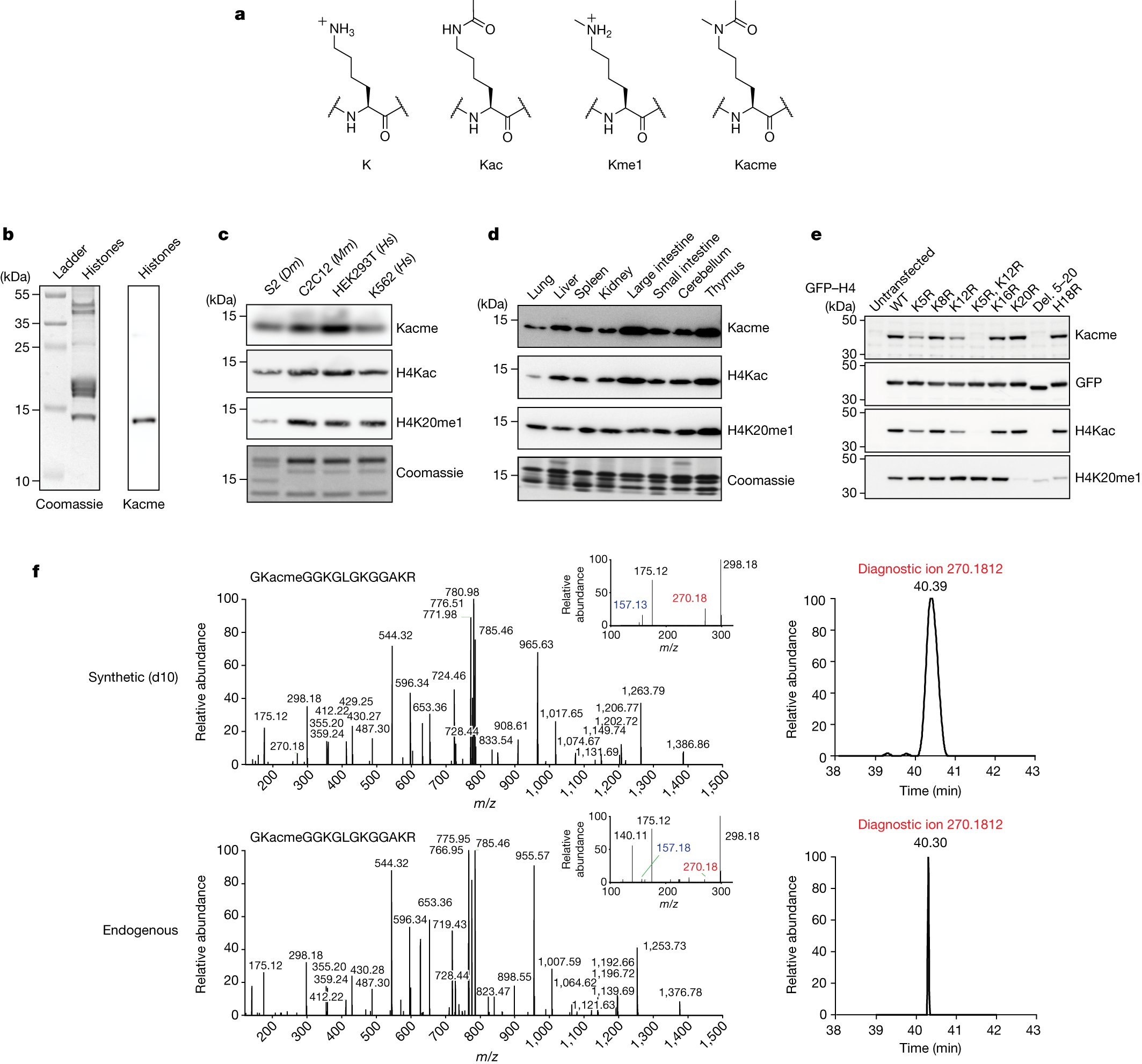 Nature's tweet card. Nature - Cellular lysine residues can be both methylated and acetylated on the same sidechain to form Nε-acetyl-Nε-methyllysine (Kacme), which is found on histone H4 across a range of...