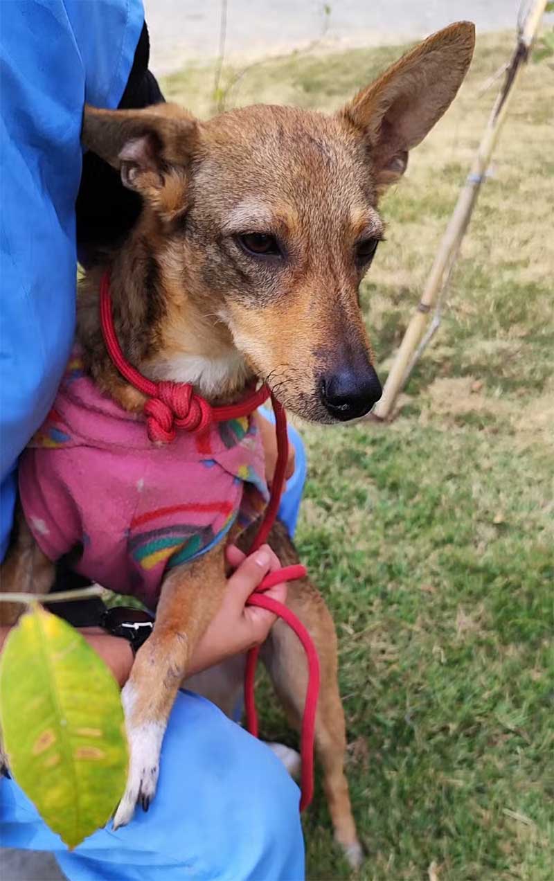 OlharAnimal's tweet card. O Centro de Controle de Zoonoses (CCZ) já recebeu 52 denúncias de abandono ou maus-tratos a animais da cidade em 2024. Em todo o ano passado, foram registradas 90 denúncias. De acordo com a prefeit...