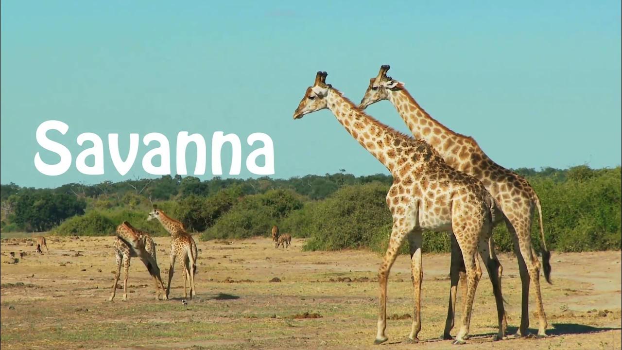 AncientLibrary_'s tweet card. Exploring History: A Short Overview of Ancient Africa