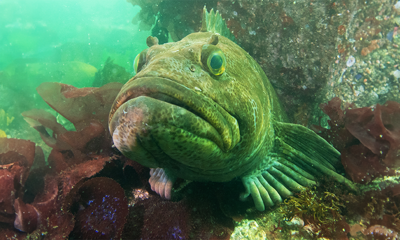 FishBaseProject's tweet card. Indigenous words for fishes open a window into endangered cultures.