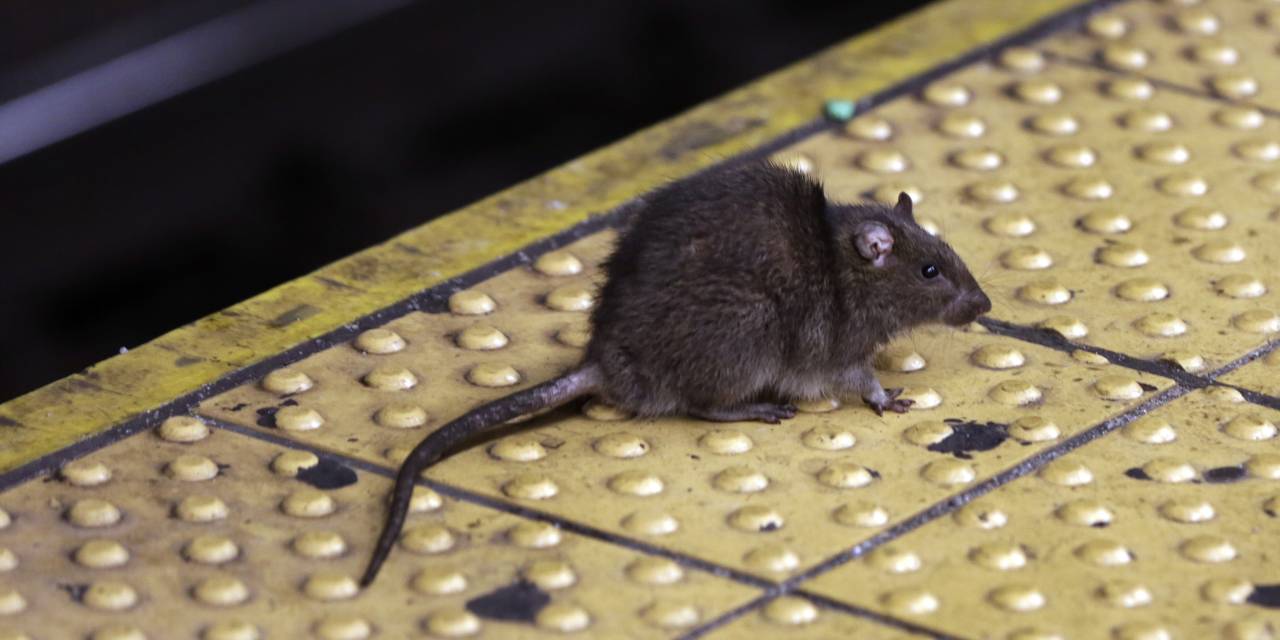 nyu's tweet card. ‘Rats will hate this job posting,’ the city says, as it searches for a rodent mitigation director.