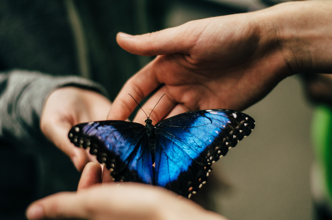 StevenSalzberg1's tweet card. Come see the bizarre, bad, and beneficial of the insect world.2026 date to follow. Stocking Hall.