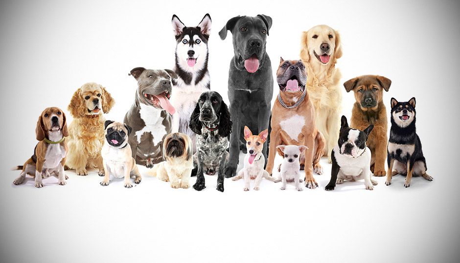 creationnews's tweet card. Biblical Creation predicts and requires rapid speciation!