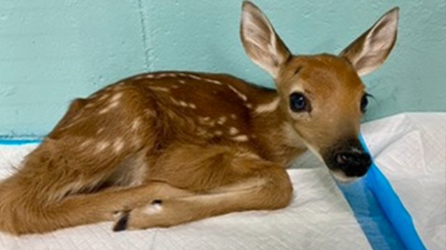 WWLP22News's tweet card. The Zoo in Forest Park is urging residents to leave young deer alone, as disturbing them can disrupt their natural learning experiences and lead to them becoming habituated to humans.