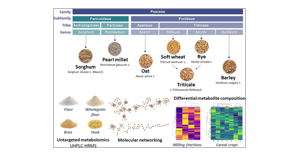 lucirslima's tweet card. Cereal grains play an important role in human health as a source of macro- and micronutrients, besides phytochemicals. The metabolite diversity was investigated in cereal crops and their milling...